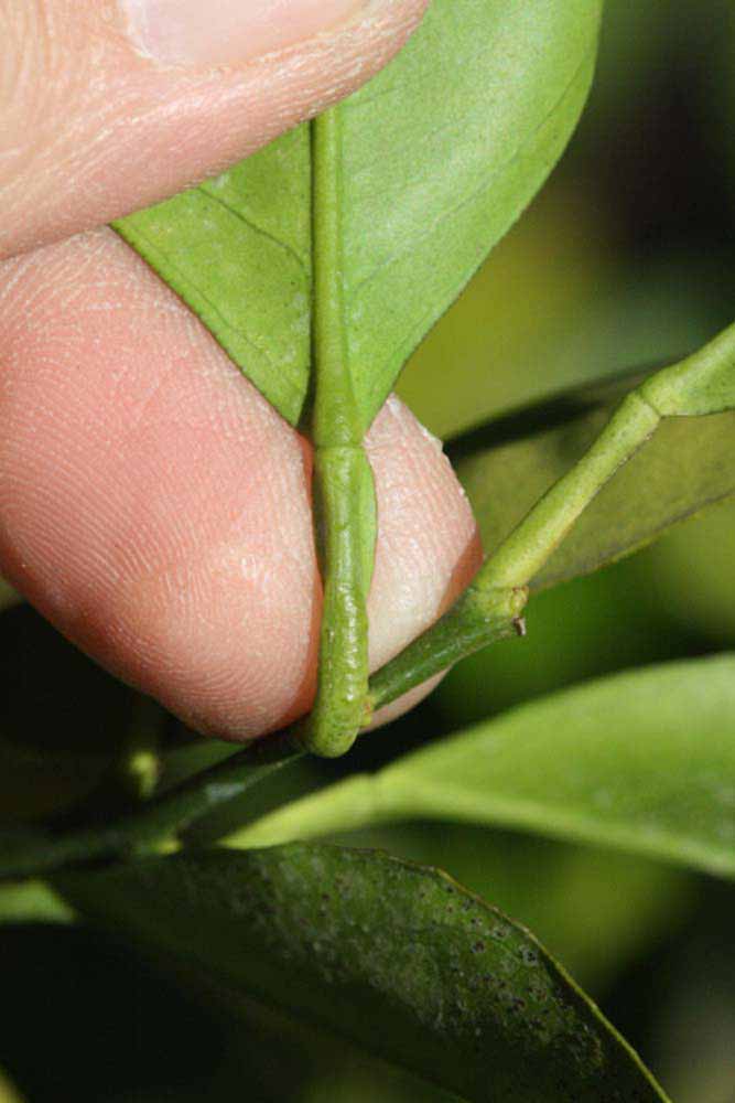              Petiole (Riverside, CA)       